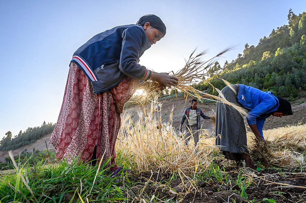 Barley harvest near Ankober, Ethiopia