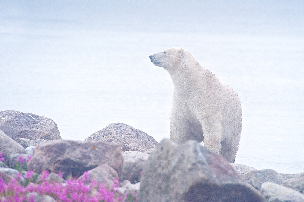 Polar Bear (Ursa maritimus) in fireweed (Epilobium angustifolium) on an island off the sub-arctic coast of Hudson Bay, Churchill, Manitoba, Canada. Bears come to spend the summer loafing on the island and looking for a careless seal or dead whale to wash up. Global warming has shortened their winter so they are increasingly looking for food in the summer.