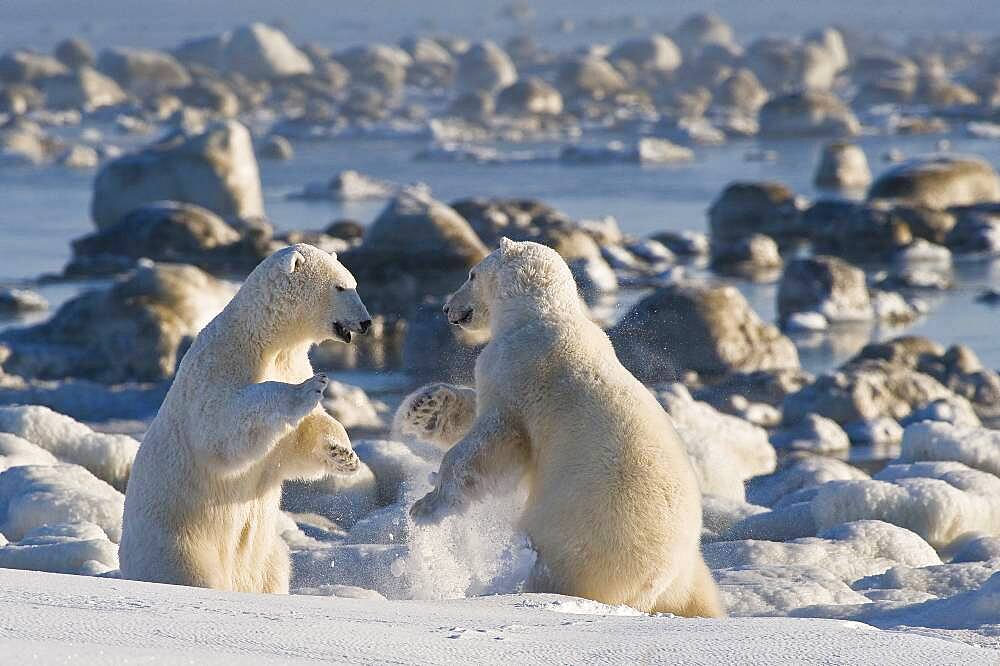 Polar Bear (Ursa maritimus) on sub-arctic Hudson Bay ice and snow, Churchill, MB, Canada