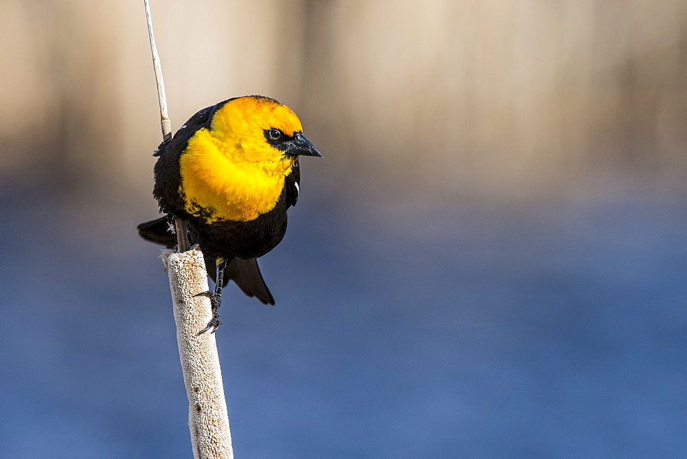 Yellow-headed Blackbird (Xanthocephalus xanthocephalus) courtship display on a common cattail (Typha latifolia).