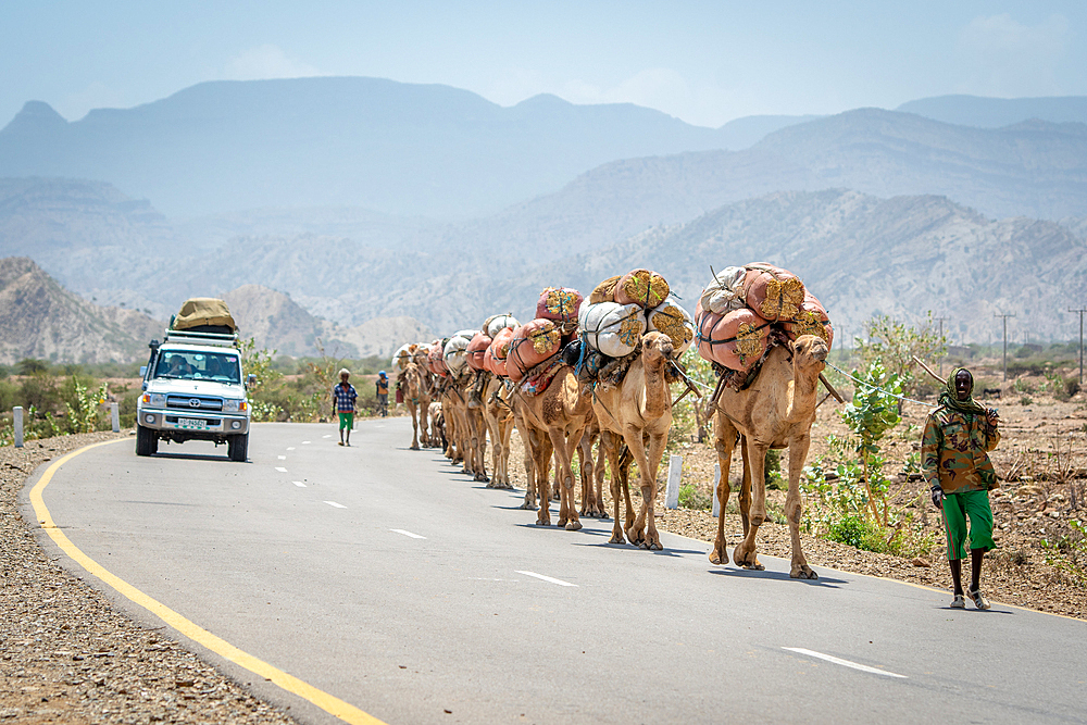 A man leads a line of camels (Camelus) carrying bags of hay on their back travel down road, in Danakil Depression, Ethiopia