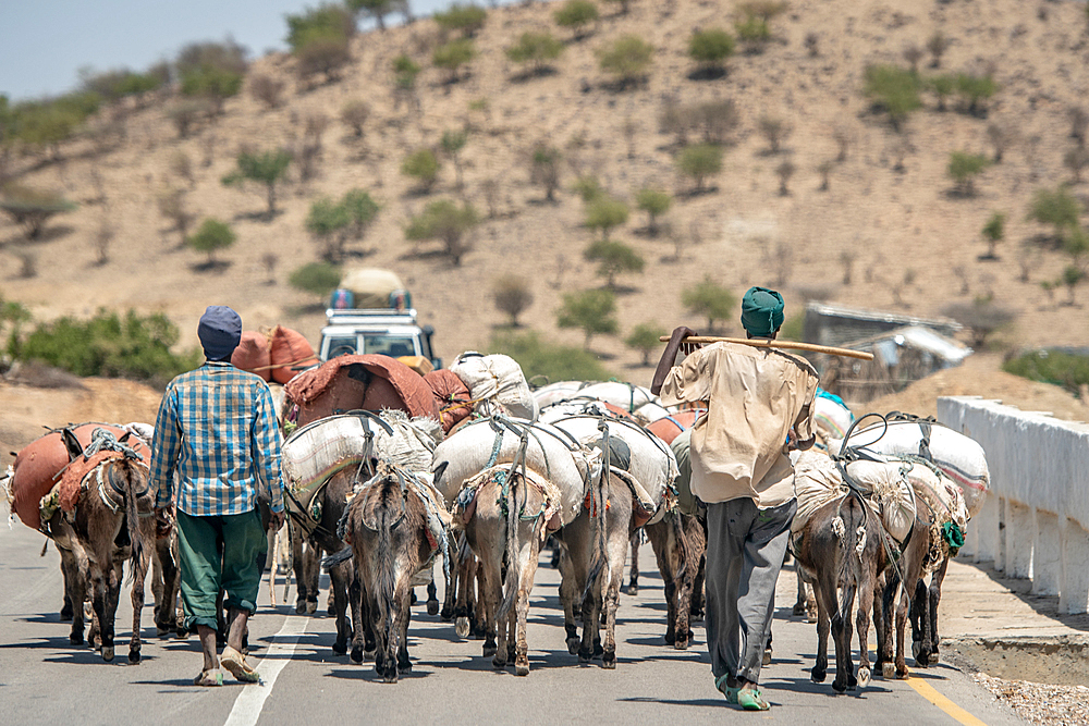 Two men travel behind a pack of donkeys (Equus asinus) carrying packages, Danakil Depression, Ethiopia