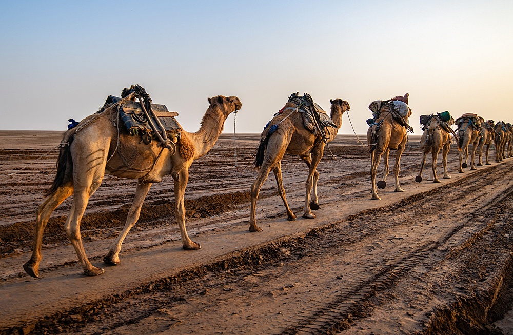 A Caravan of camels (Camelus) in the Danakil Depression, Ethiopia