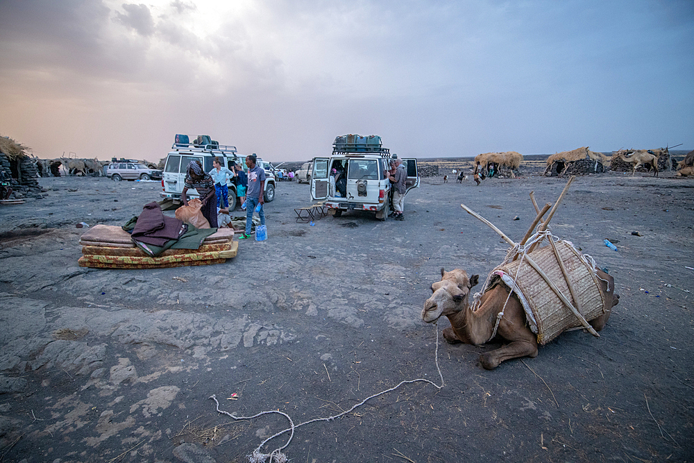 Camels resting at a campsite at Erta Ale Volcano, a continuously active basaltic shield volcano and lava lake in the Afar Region of Ethiopia