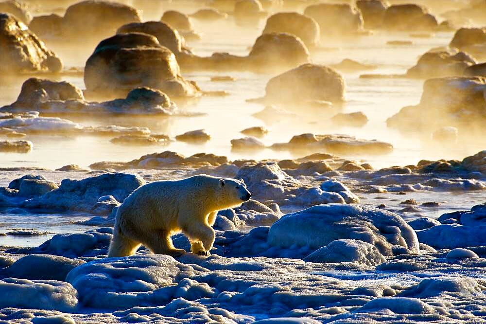 Polar Bear (Ursa maritimus) on sub-arctic Hudson Bay ice and snow, Churchill, MB, Canada