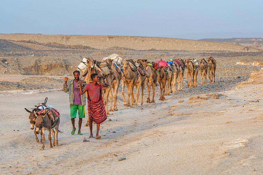 Two men lead a caravan in the Danakil Depression, Ethiopia