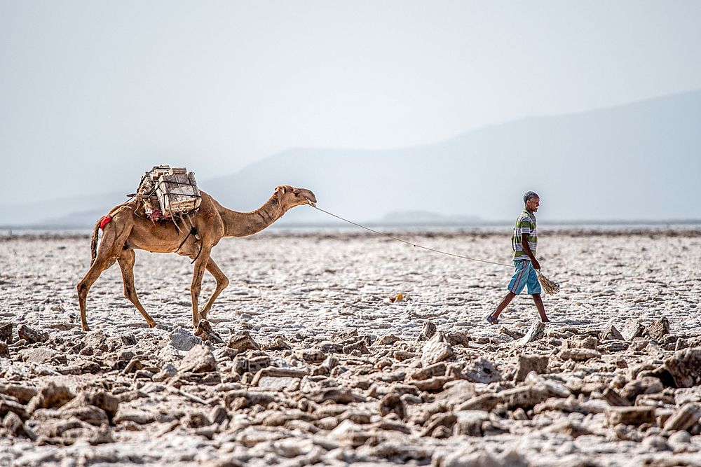 A salt miner leads a camel (camelus) Danakil Depression, Ethiopia