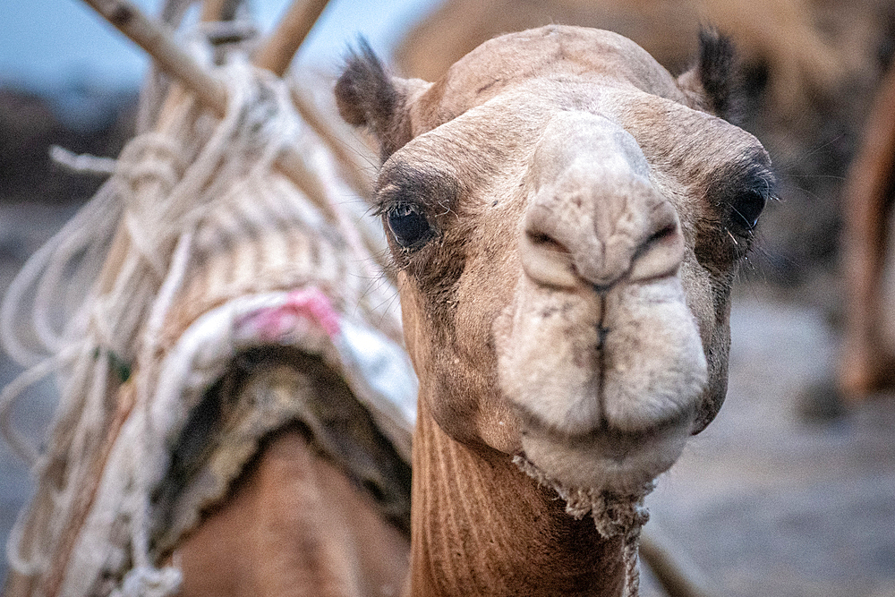 A camel for transporting supplies to camps at Erta Ale Volcano, a continuously active basaltic shield volcano and lava lake in the Afar Region of Ethiopia