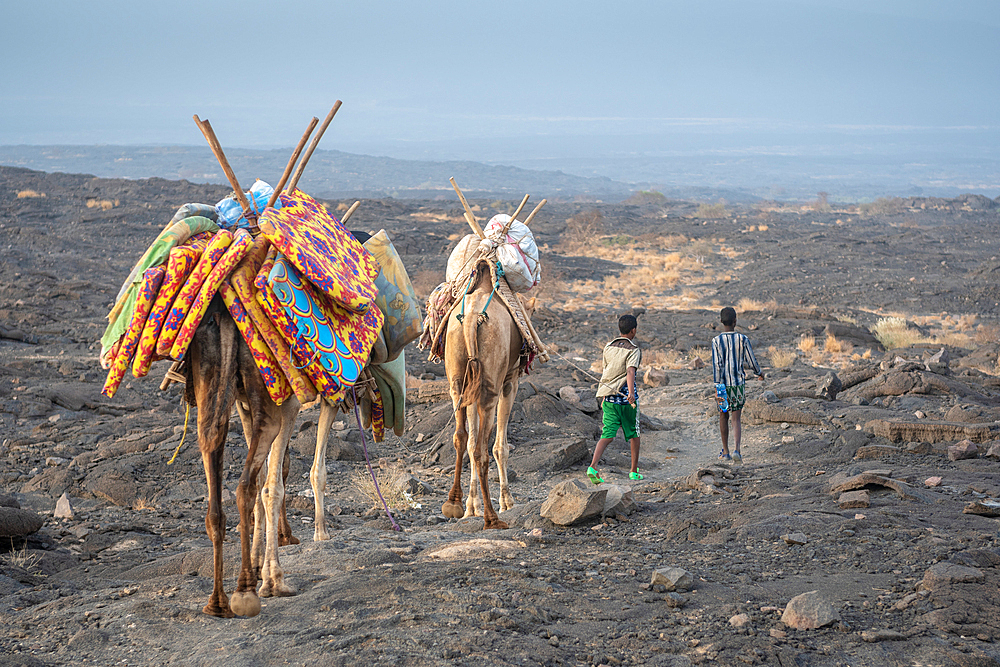 A caravan of camels and tourists traversing the barren volcanic landscape surrounding the Erta Ale Volcano in the Afar Region of Ethiopia