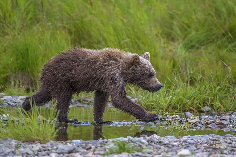 Brown bear cubs in river, Alaska