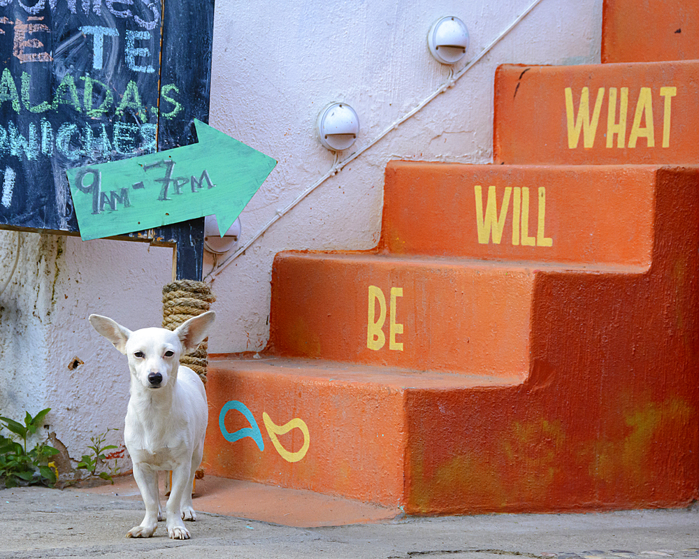 Chihuahua dog and signs; San Francisco ("San Pancho"), Nayarit, Mexico.