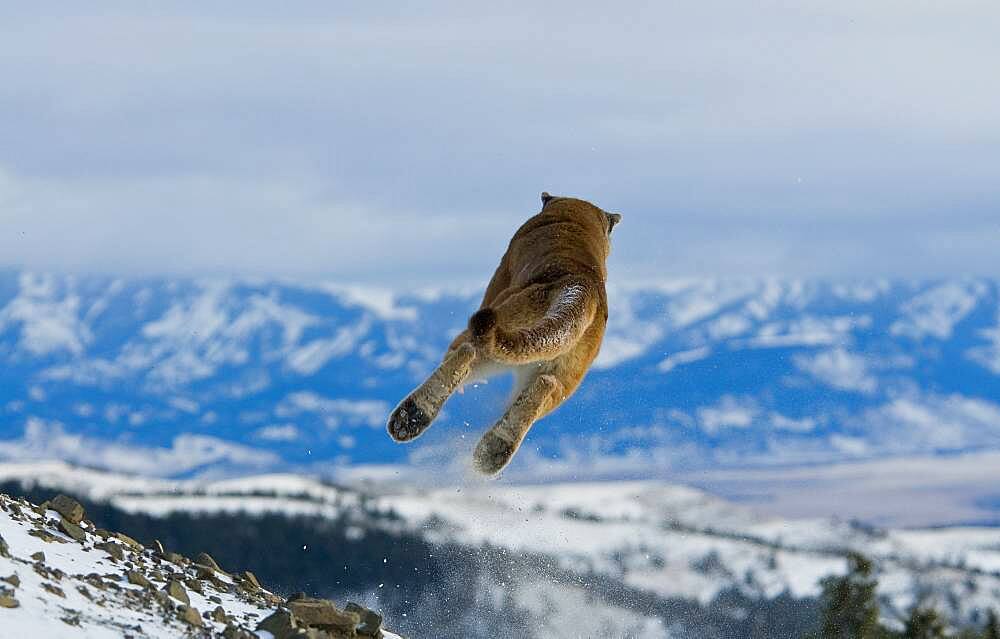 Mountain Lions in the mountains of Montana, United States