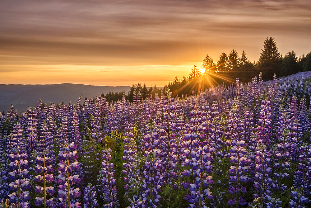 Lupine at Dolason Prairie, Redwoods State and National Parks, California.