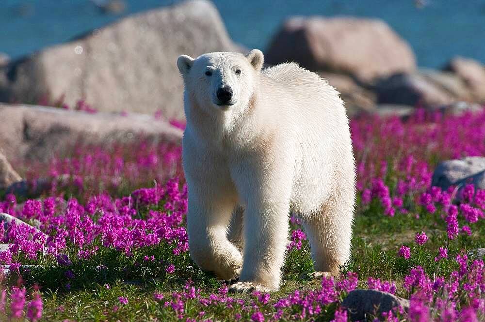 Polar Bear (Ursa maritimus) in fireweed (Epilobium angustifolium) on an island off the sub-arctic coast of Hudson Bay, Churchill, Manitoba, Canada.