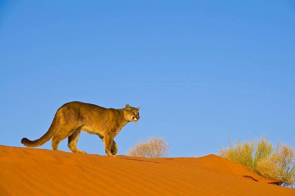 Mountain Lions in the mountains of Montana, United States