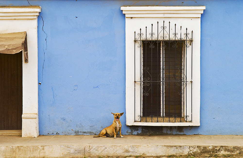 Dog, window and blue wall in the town of Cosal·; Sinaloa, Mexico.