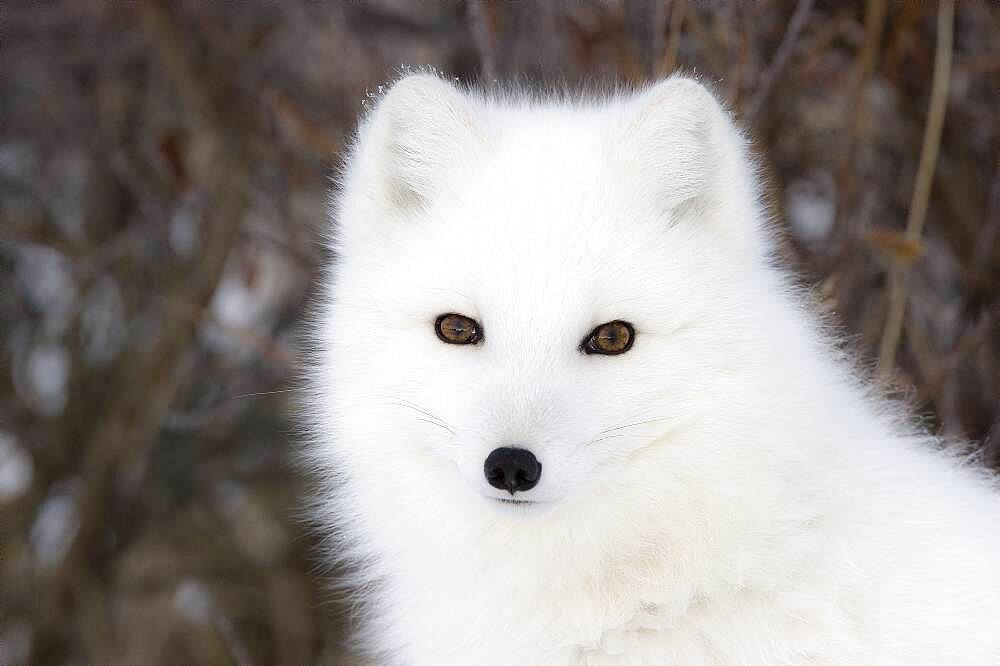 Arctic Fox (Vulpes lagopus) portrait, Hudson Bay, Canada.