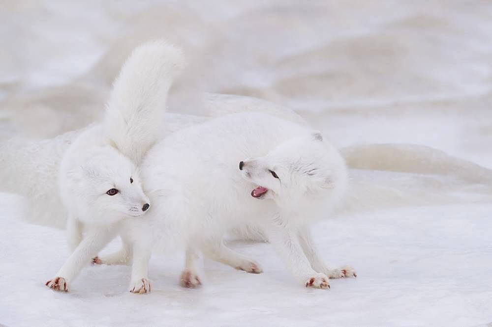 Arctic Fox (Vulpes lagopus) pair courtship, Hudson Bay, Canada.