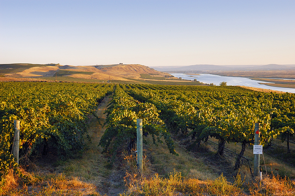 Rows of wine grapes at Sagemoor Vineyards along Columbia River; Columbia Valley, Washington.