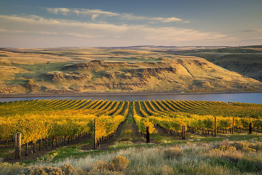 Maryhill Vineyards overlooking the Columbia River; Maryhill, Washington.