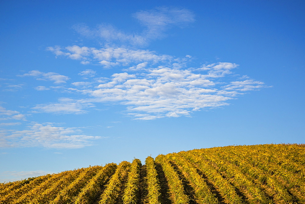 Rows of grape vines at Spring Valley Vineyards, Walla Walla County, Washington.