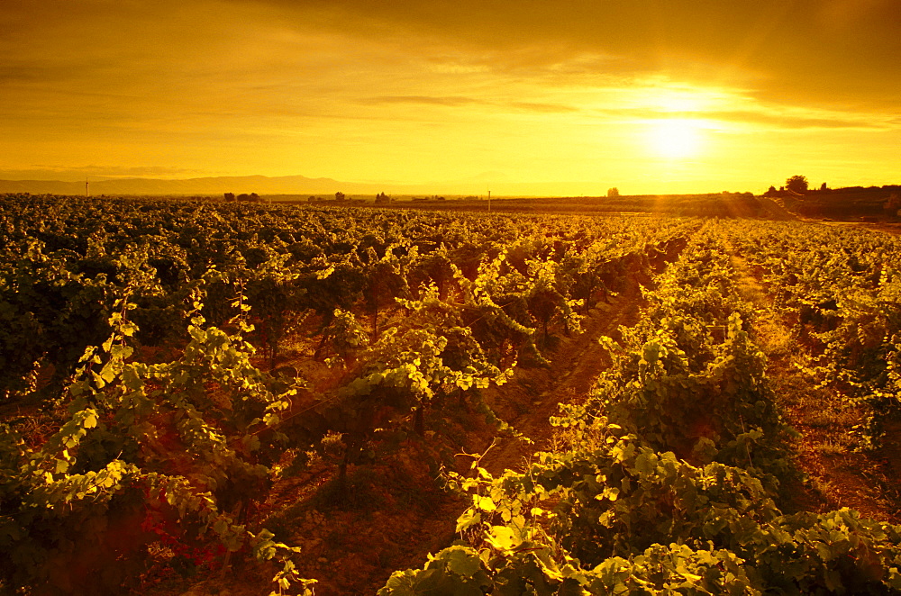 Rows of wine grape vines at sunset, Hyatt Vineyards, Yakima Valley, Washington.