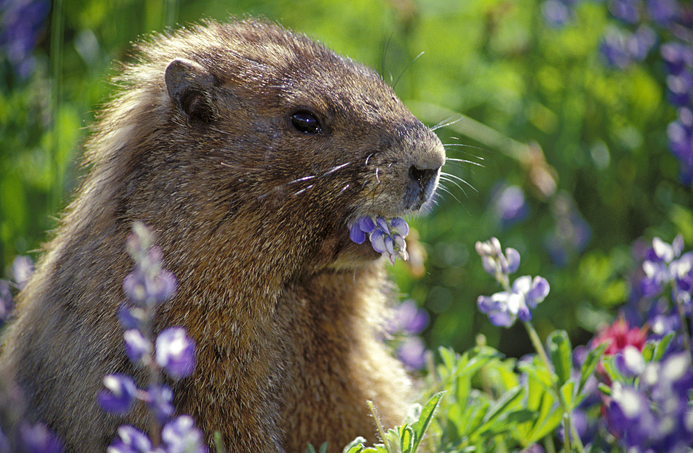 Hoary Marmot (Marmata caligata) eating Lupine flowers along Alta Vista Trail in the Paradise area of Mount Rainier National Park, Washington..