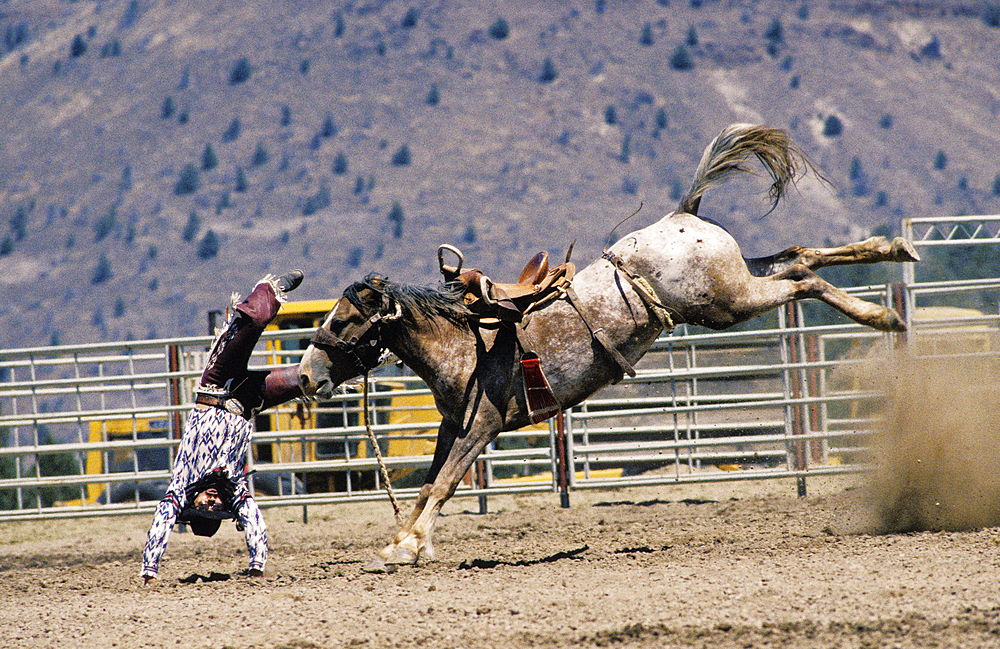 Cowboy thrown from horse during bronc riding event at Pi-Ume-Sha Treaty Days Celebration all-Indian rodeo; Warm Springs Indian Reservation, central Oregon.