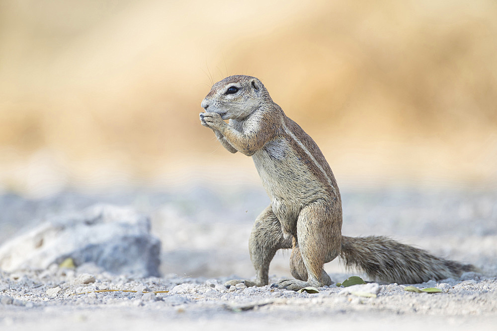 Cape Squirrel (xenus inauris) in Etosha National Park, Namibia.