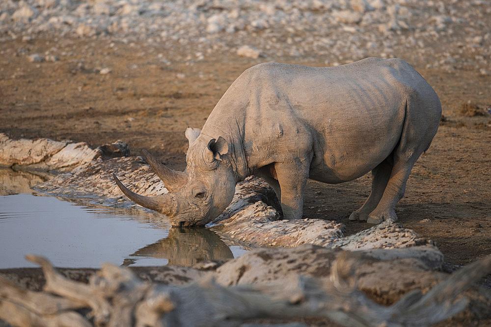 A black rhino (Diceros bicornis) in Etosha national park, Namibia