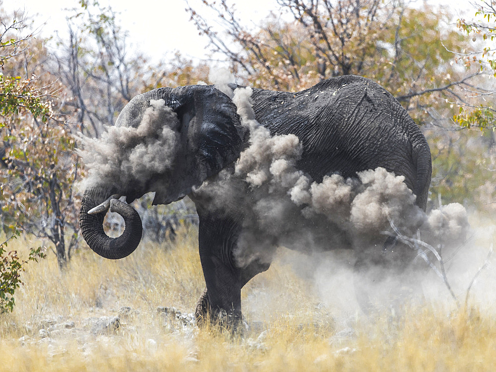 An elephant (loxodonta africana) throws dust on to protect itself from the sun during noon, Etosha National Park, Namibia