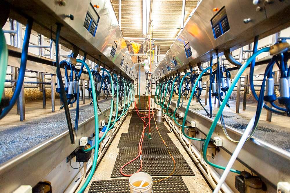 Dairy milking equipment in facility in Harford County, MD