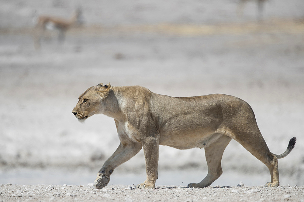 A lioness walks with impalas behind her, Etosha National Park, Namibia