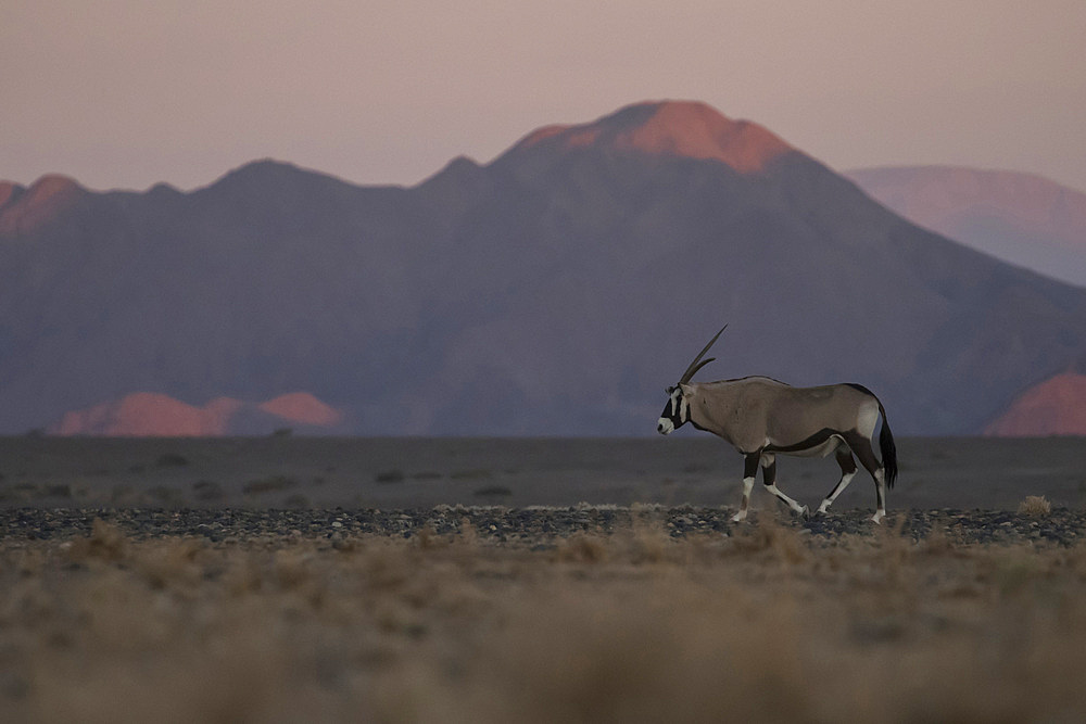 An oryx ( Oryx gazella) at sunset in the Namib desert, Namibia