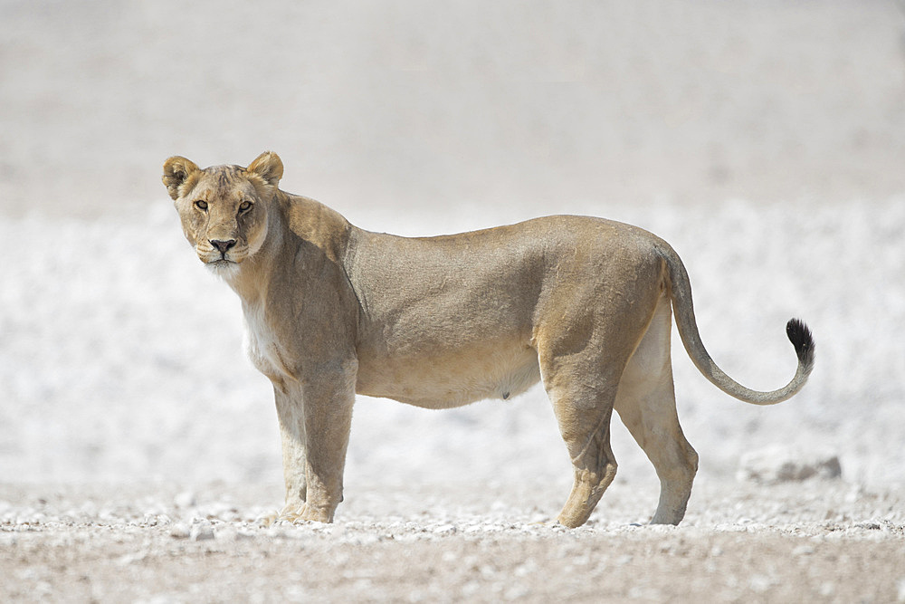 A lioness (panthera leo) looking at camera in Etosha National Park, Namibia