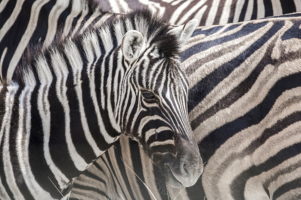 Baby zebra (equus quagga) framed in zebra patterns in Etosha, Namibia