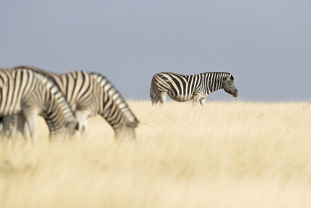 Zebras in Etosha National Park, Namibia