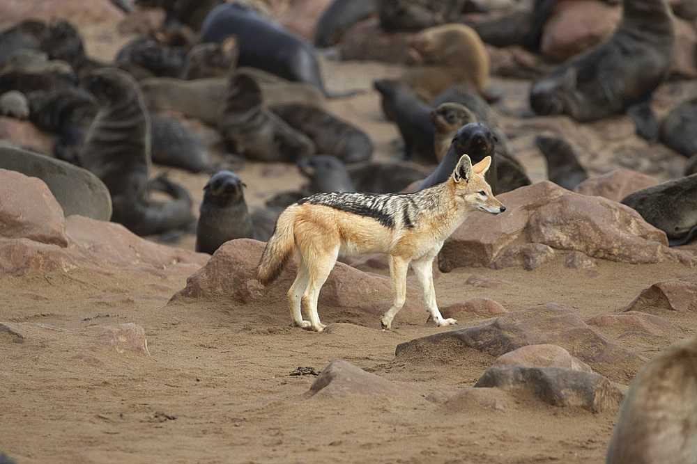 Golden jackal (canis aureus) hunting seals in Cape Cross, Namibia