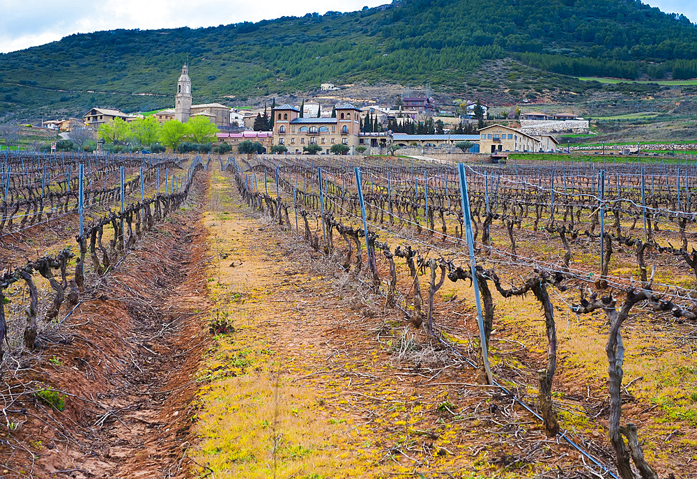 Vineyard. Villamayor de Monjardin. Navarre, Spain, Europe