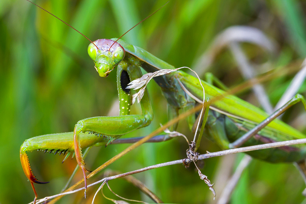 European mantis or praying mantis (Mantis religiosa).