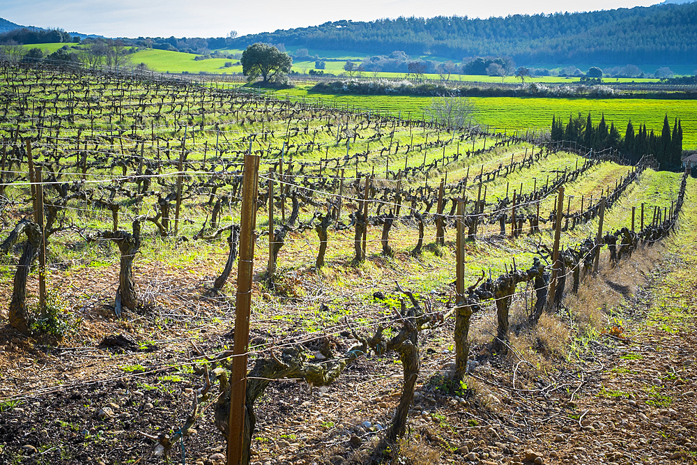 Vineyard. Ayegui, Estella comarca, Navarra, Spain, Europe