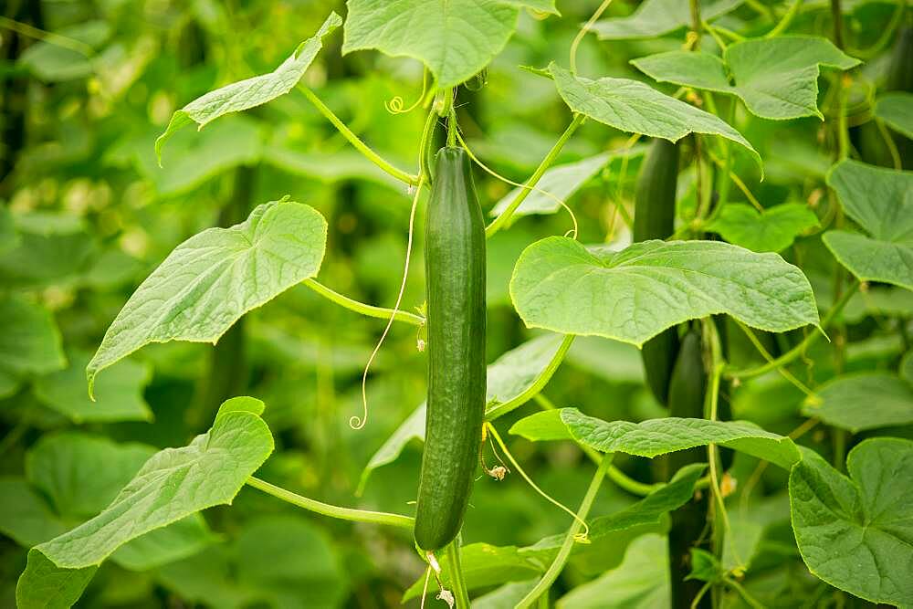 Hydroponic cucumber production in greenhouse in Cordova, Maryland, USA