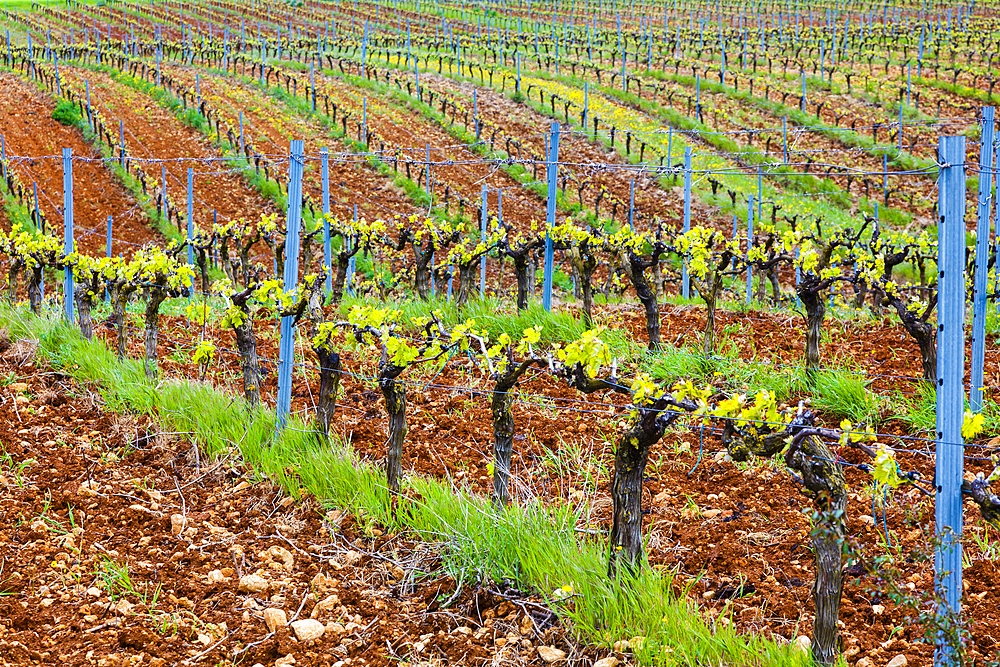 Vineyard. Ayegui, Estella comarca, Navarra, Spain, Europe