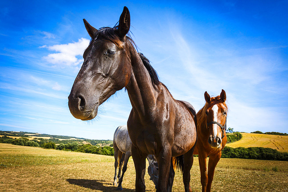 Horses on a farm. Dicastillo. Tierra Estella, Navarre. Spain, Europe