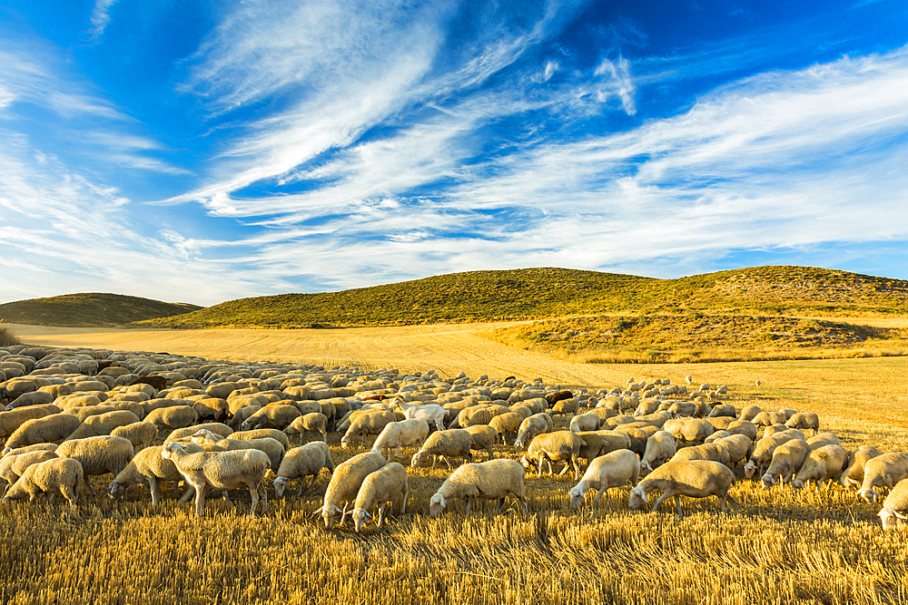 Flock of sheep in a cereal land. Tierra Estella county. Navarre, Spain, Europe