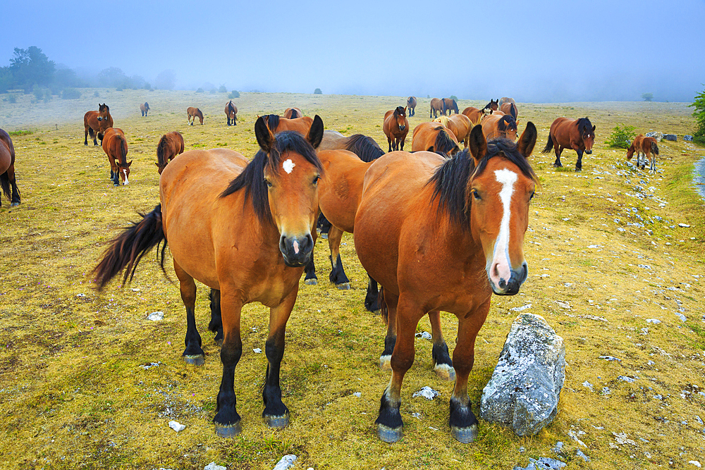 Horses on a pasture. Otsaportillo route. Urbasa-Andia Natural Park. Navarre, Spain, Europe