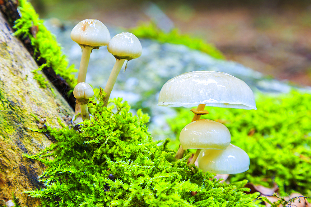 Porcelain fungus (Oudemansiella mucida). Otsaportillo route. Urbasa-Andia Natural Park. Navarre, Spain, Europe