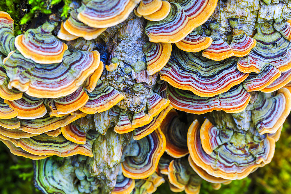 Turkey tail mushroom (Trametes versicolor). Otsaportillo route. Urbasa-Andia Natural Park. Navarre, Spain, Europe