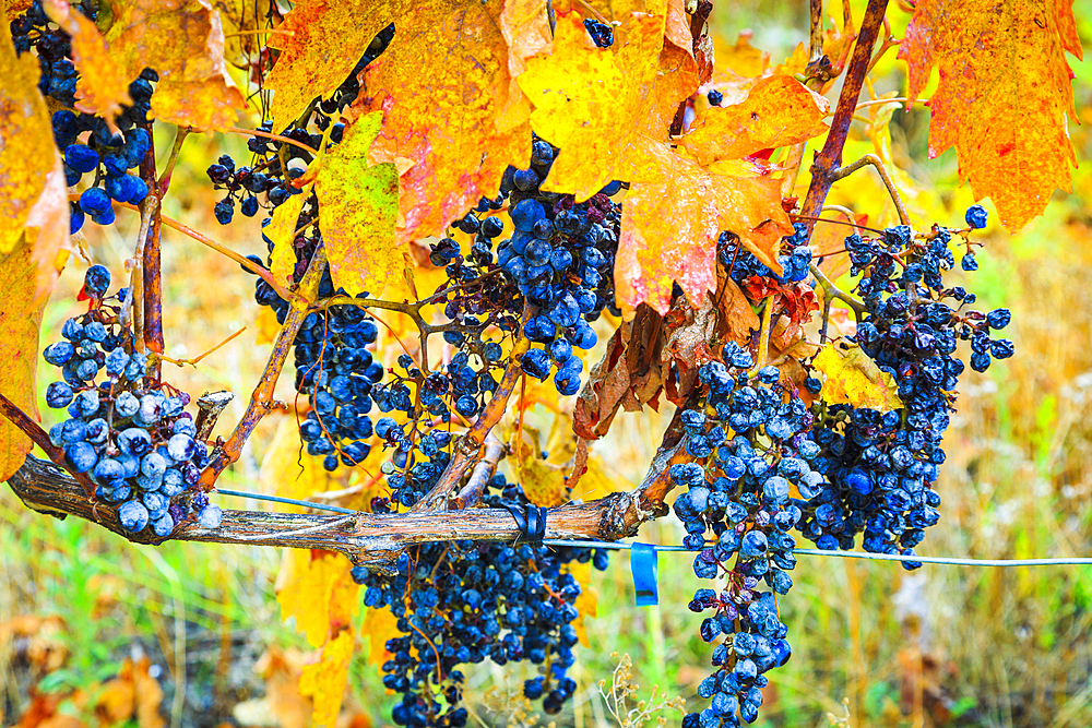 Vines and grapes in autumn. Ayegui, Navarre, Spain, Europe