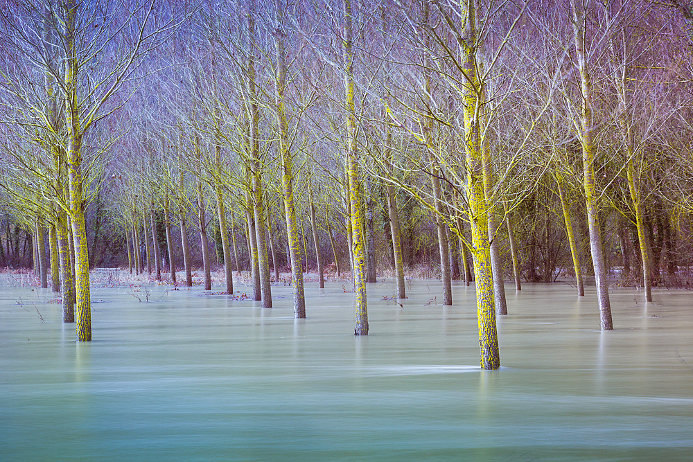 Flood poplar grove in the Urederra river banks. Allin, Navarre, Spain, Europe